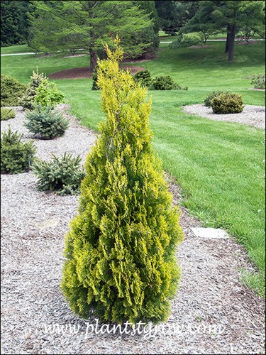 Upright Golden Oriental Arborvitae (Platycladus orientalis)